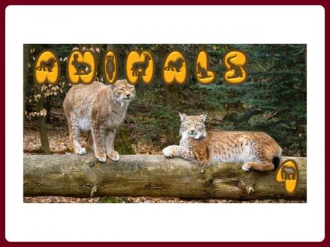 animals_-_anna_4