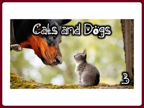 cats_and_dogs_-_anna_3