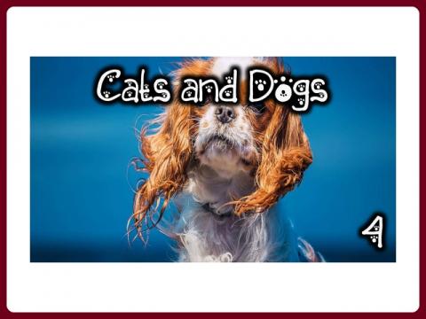 cats_and_dogs_-_anna_4