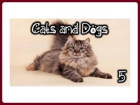 cats_and_dogs_-_anna_5