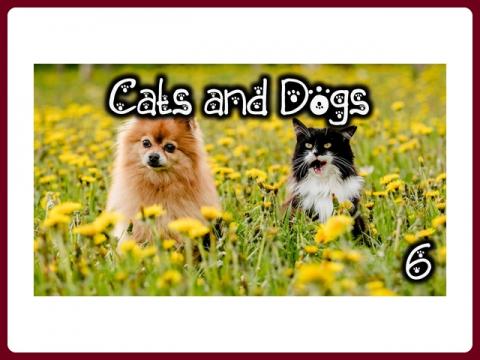 cats_and_dogs_-_anna_6