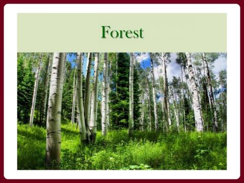 forest_-_kangur06