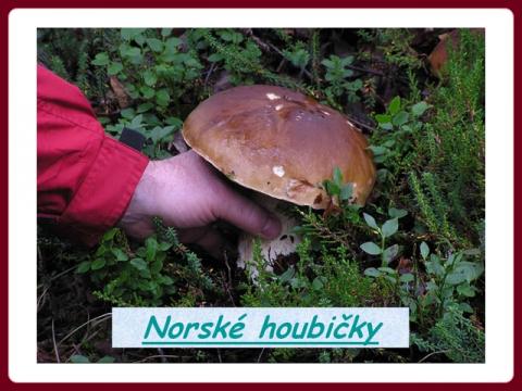 houby_v_norsku