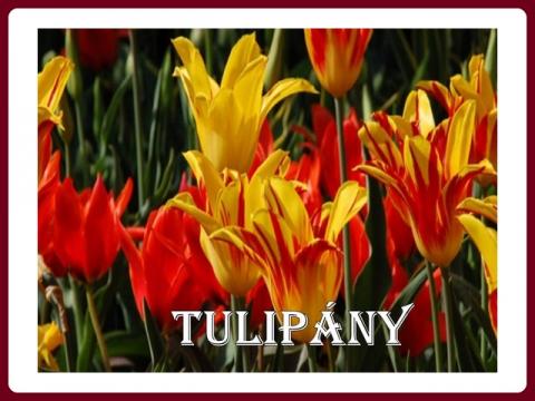 tulipany_-_yveta