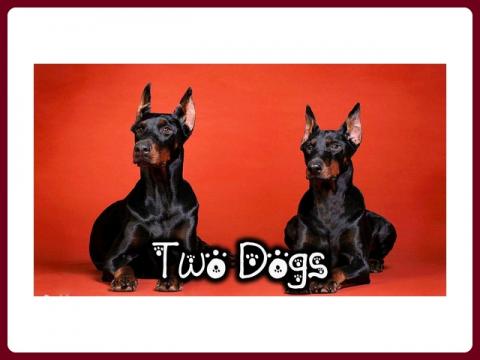 two_dogs_-_anna