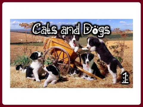 cats_and_dogs_-_anna_1