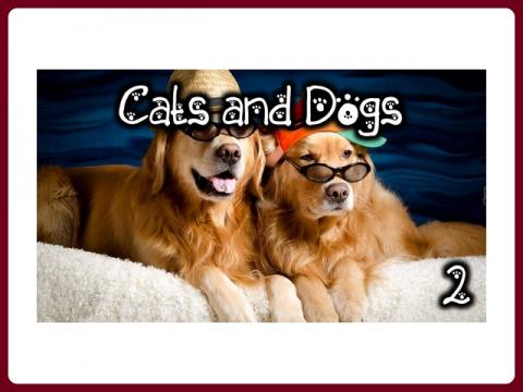 cats_and_dogs_-_anna_2