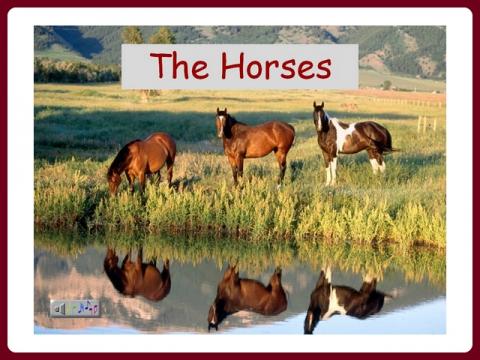 kone_-_cabaline_-_horses_-_jozy