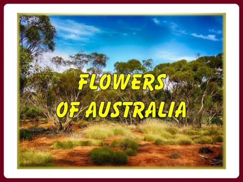 kvetiny_australie_-_flowers_of_australia_-_yveta
