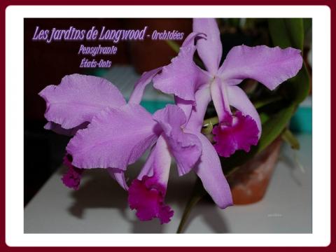 les_jardins_de_longwood_orchidees_helen