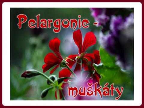 pelargonie_-_muskaty_-_yveta
